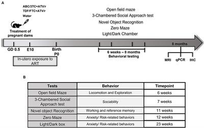 Perinatal exposure to atazanavir-based antiretroviral regimens in a mouse model leads to differential long-term motor and cognitive deficits dependent on the NRTI backbone